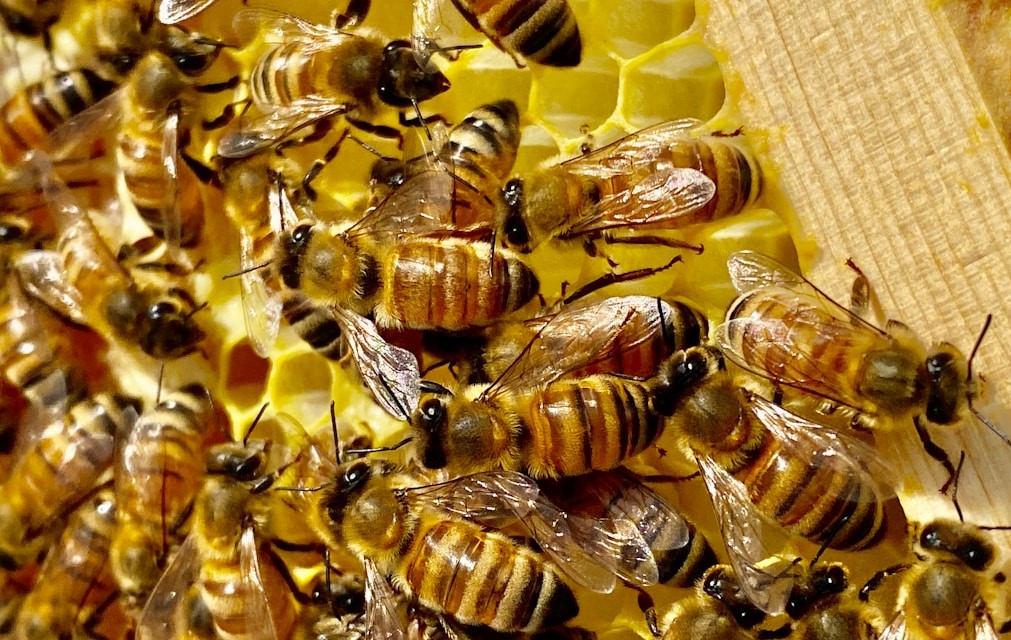 BEES DO MORE THAN JUST STING